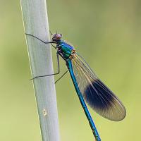 Banded Demoiselle male 3 